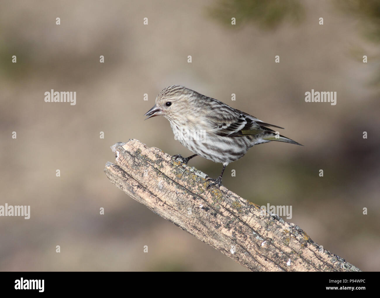 Kiefer Siskin auf Ast. In der Nähe von Pierre, South Dakota, USA Stockfoto