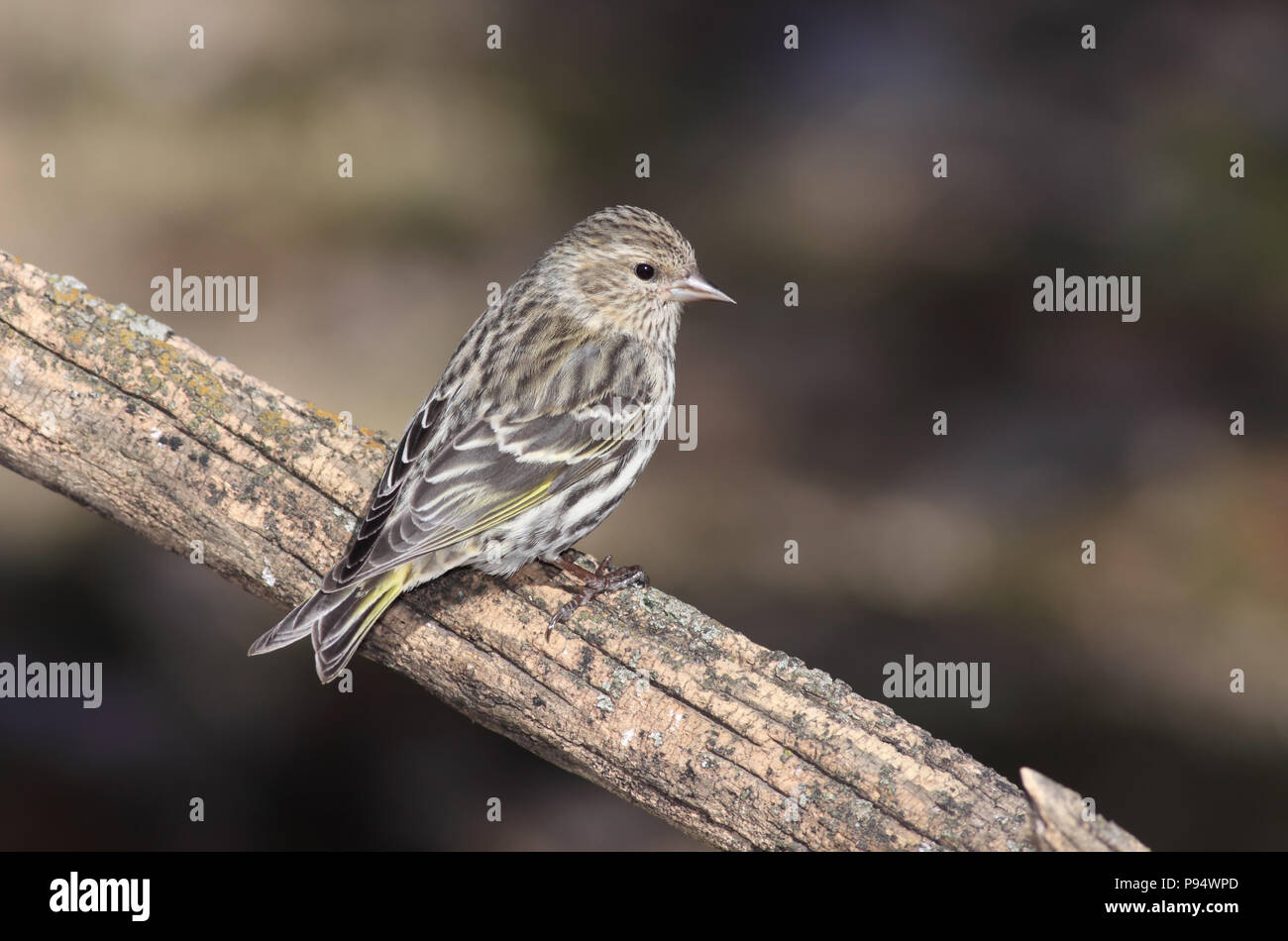 Kiefer Siskin auf Ast. In der Nähe von Pierre, South Dakota, USA Stockfoto