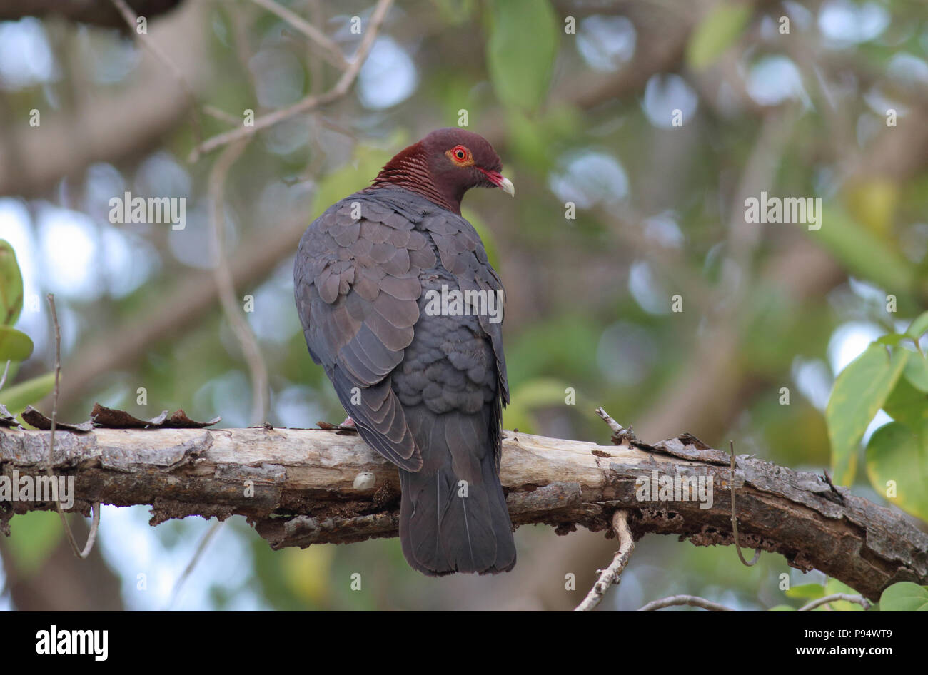 Schuppige-naped Pigeon, auf St. John's in den US Virgin Islands genommen Stockfoto