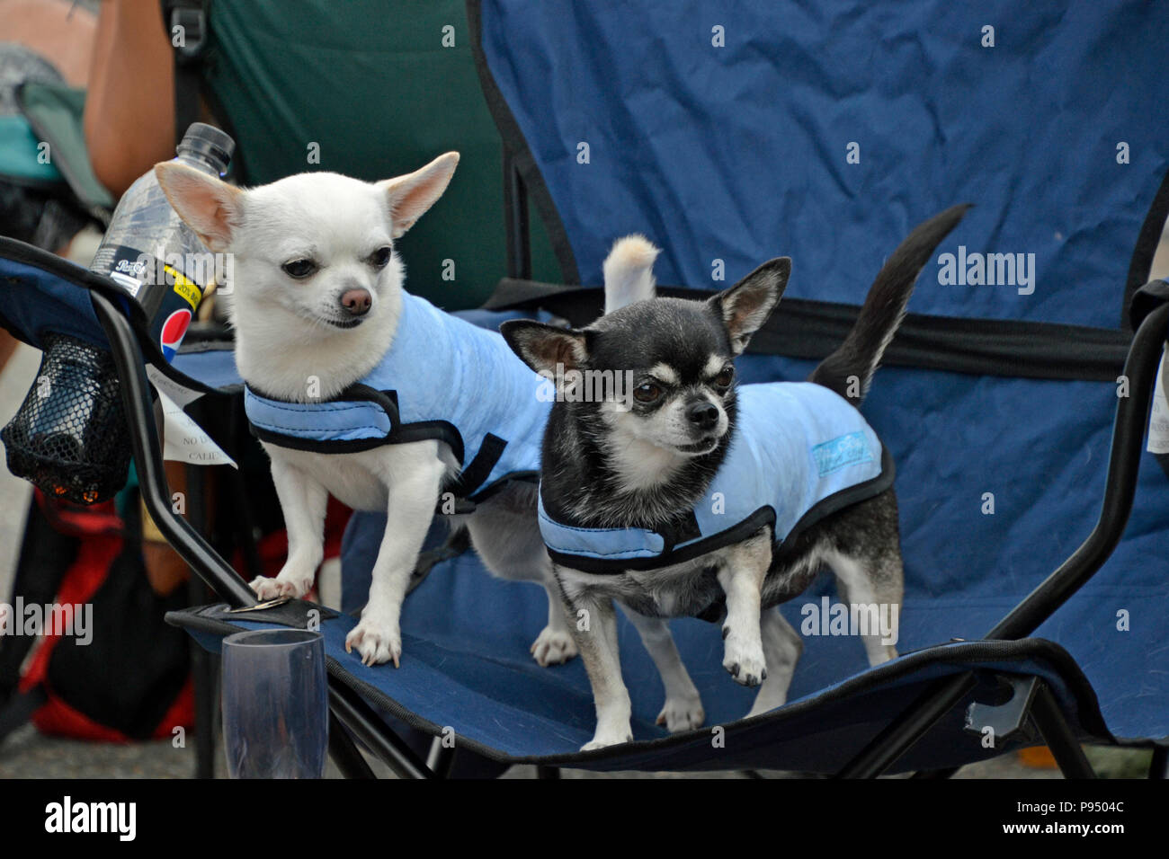 Chihuahua hunde in Thame Stadt Musik Festival Credit: Susie Kearley/Alamy leben Nachrichten Stockfoto