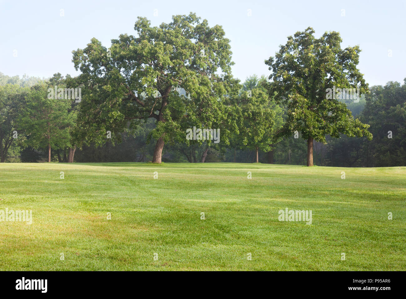 Reifen Eichen in einer Wiese in einem Park auf einem nebligen Sommer morgen Stockfoto