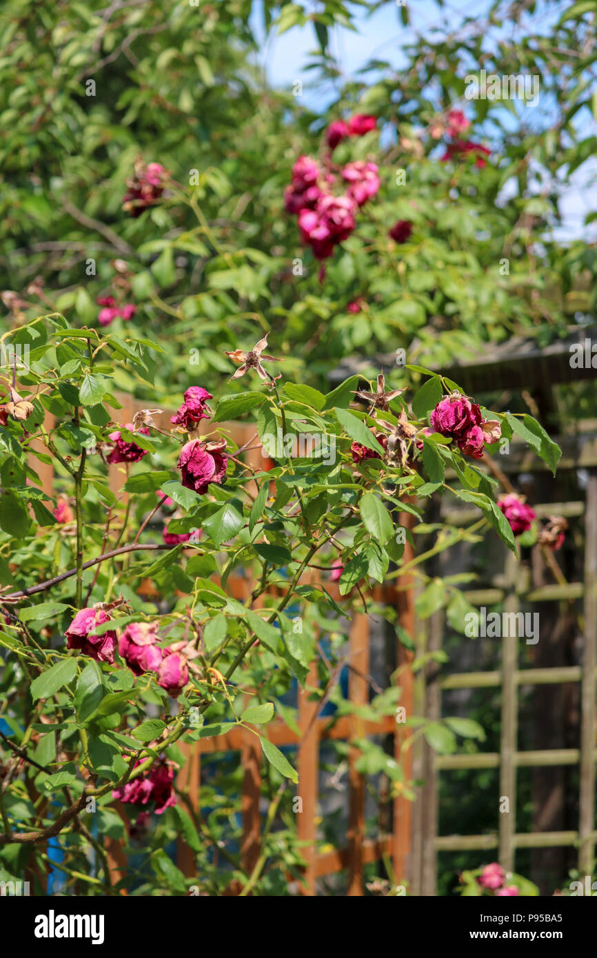 Einen Rosenbusch in toten rosa Blumen auf einem glühend heißen Tag bedeckt während der Hitzewelle im Sommer 2018. Stockfoto