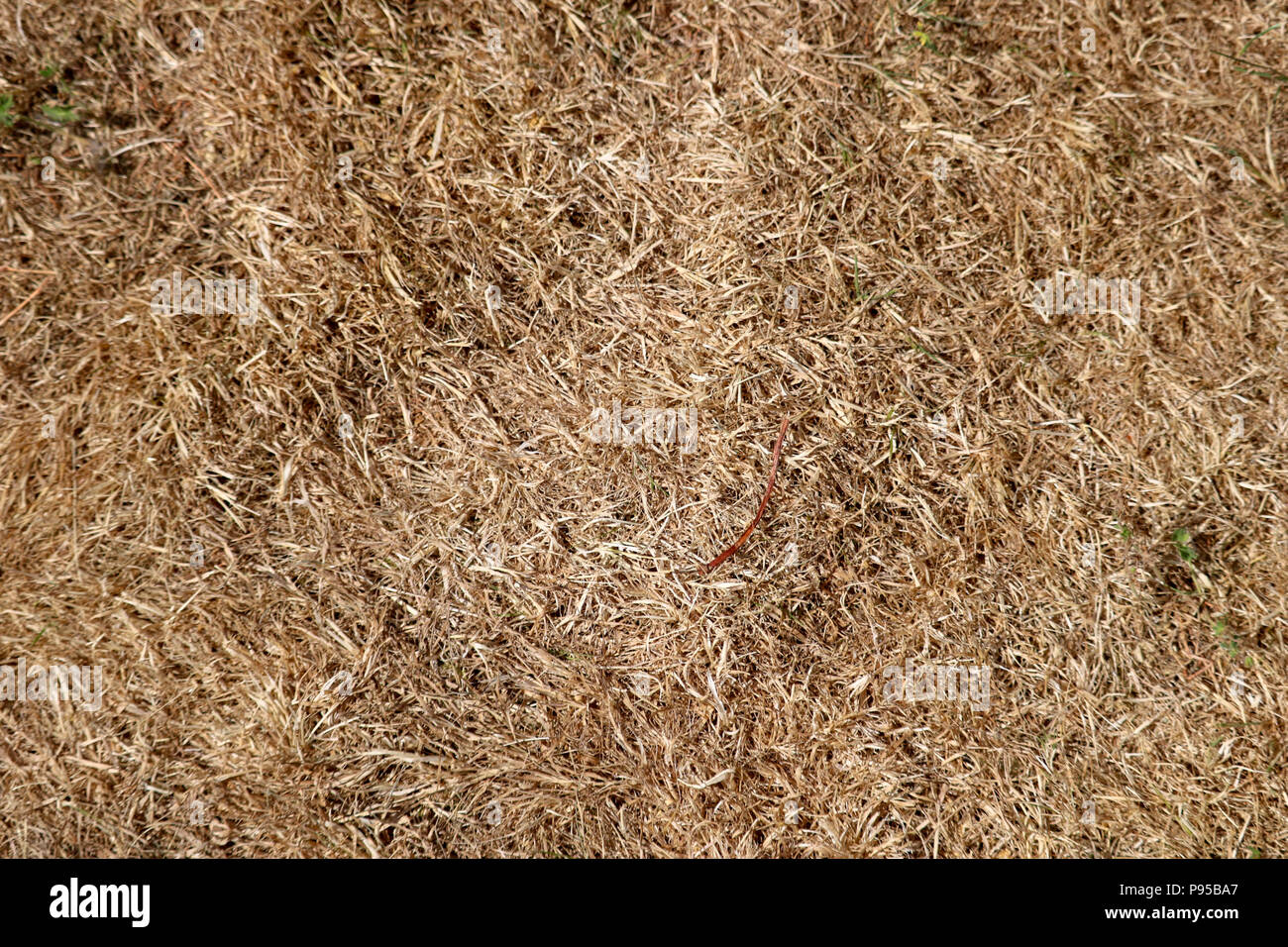 Ein Patch von Dürre, braune Rasen auf einen flammenden Sommertag mitten in einer Hitzewelle erlebt. Stockfoto