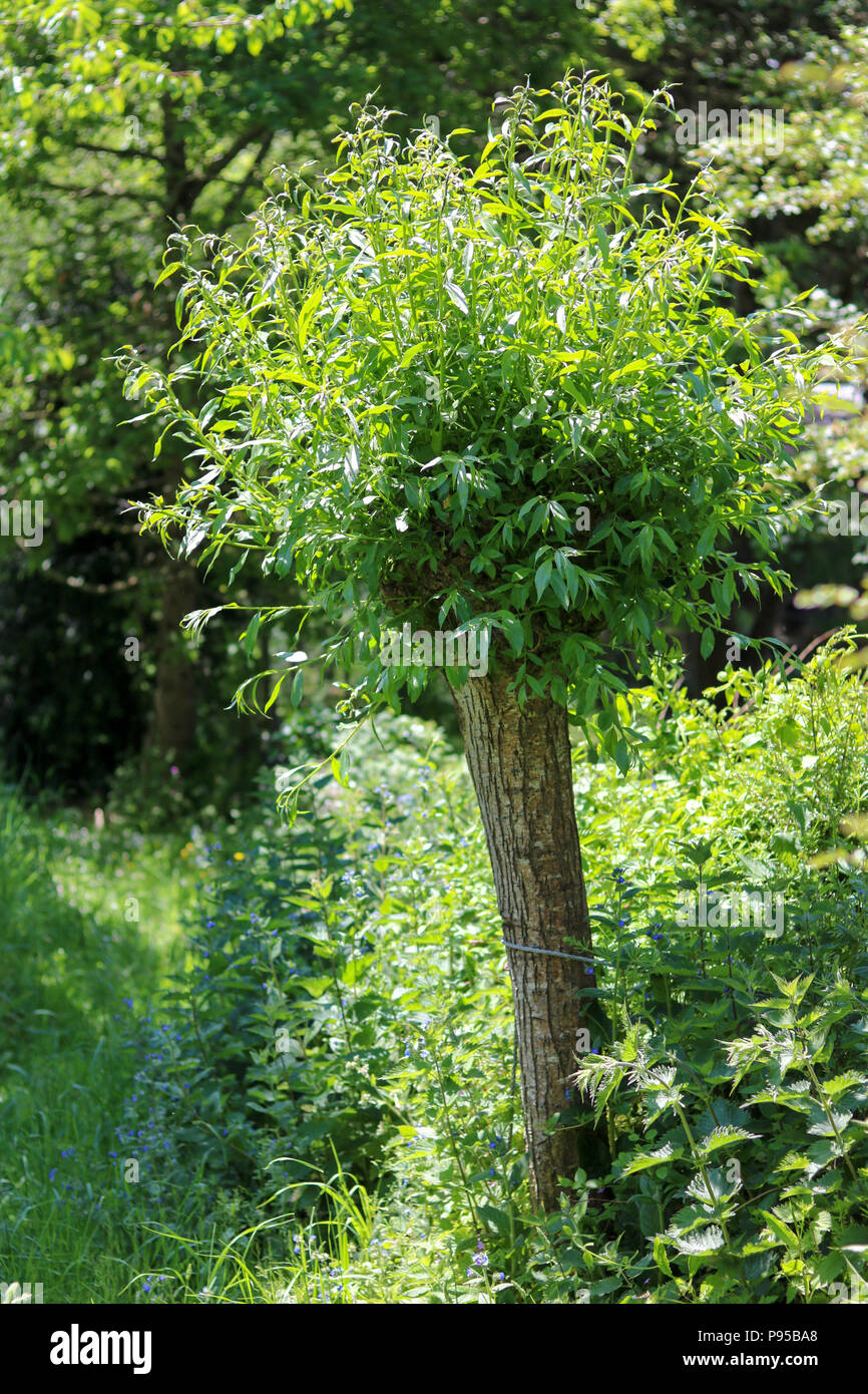 Ein pollarded Willow in vollem Blatt ragt über die Absicherung einer weitläufigen Land Garten an einem sonnigen Tag, von Wildblumen umgeben. Stockfoto