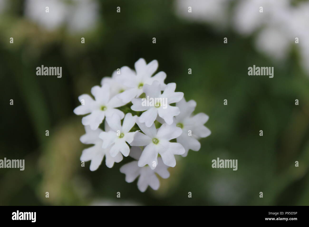 Wunderschöne weiße Blüte Flieder Stockfoto
