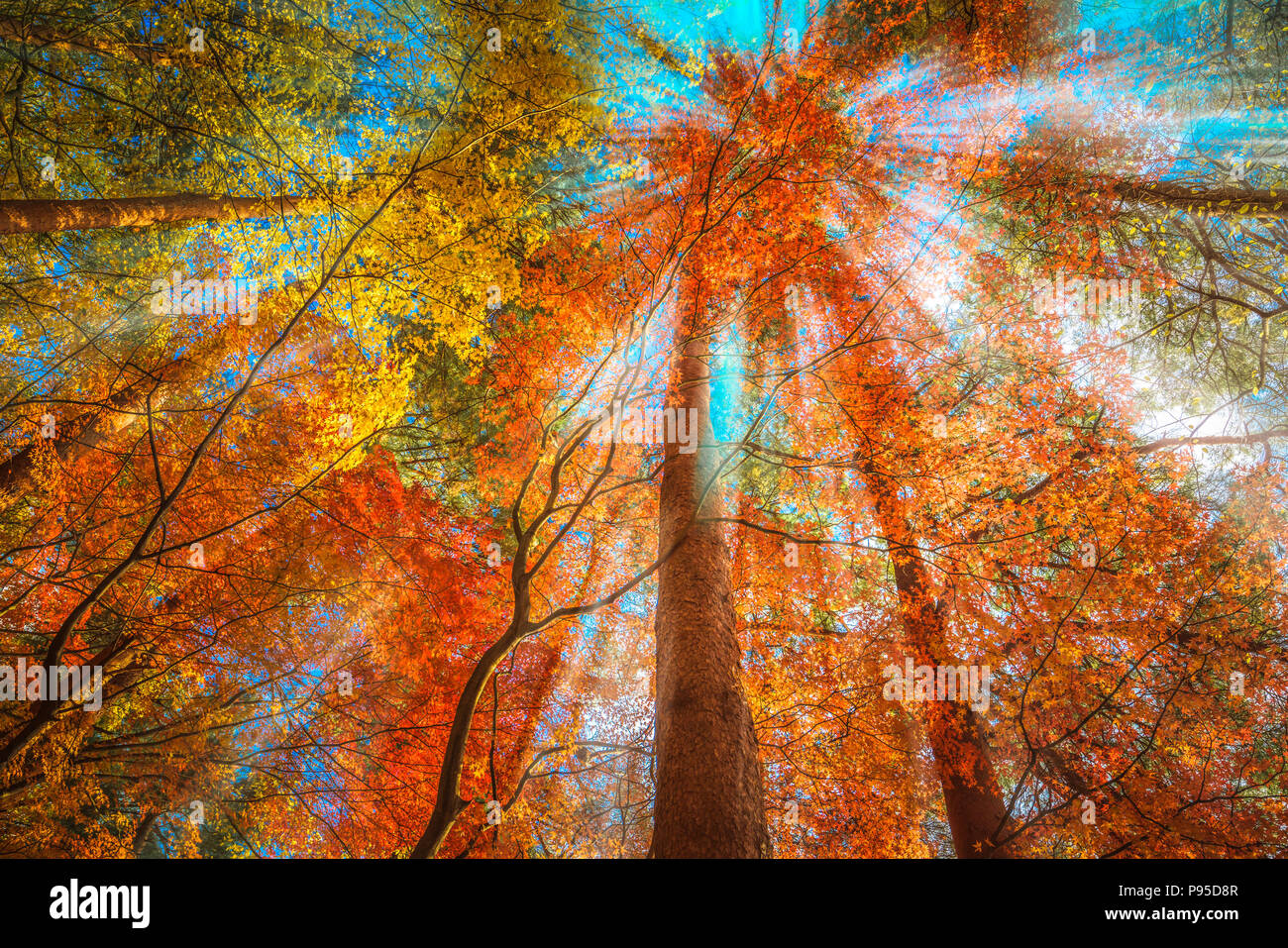 Multi Color Bäume in den Wald Stockfoto