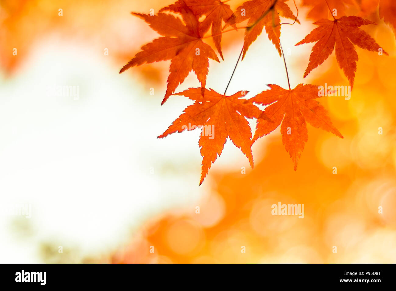 Herbstliche Hintergrund, leicht defokussiert rote Ahornblätter Stockfoto