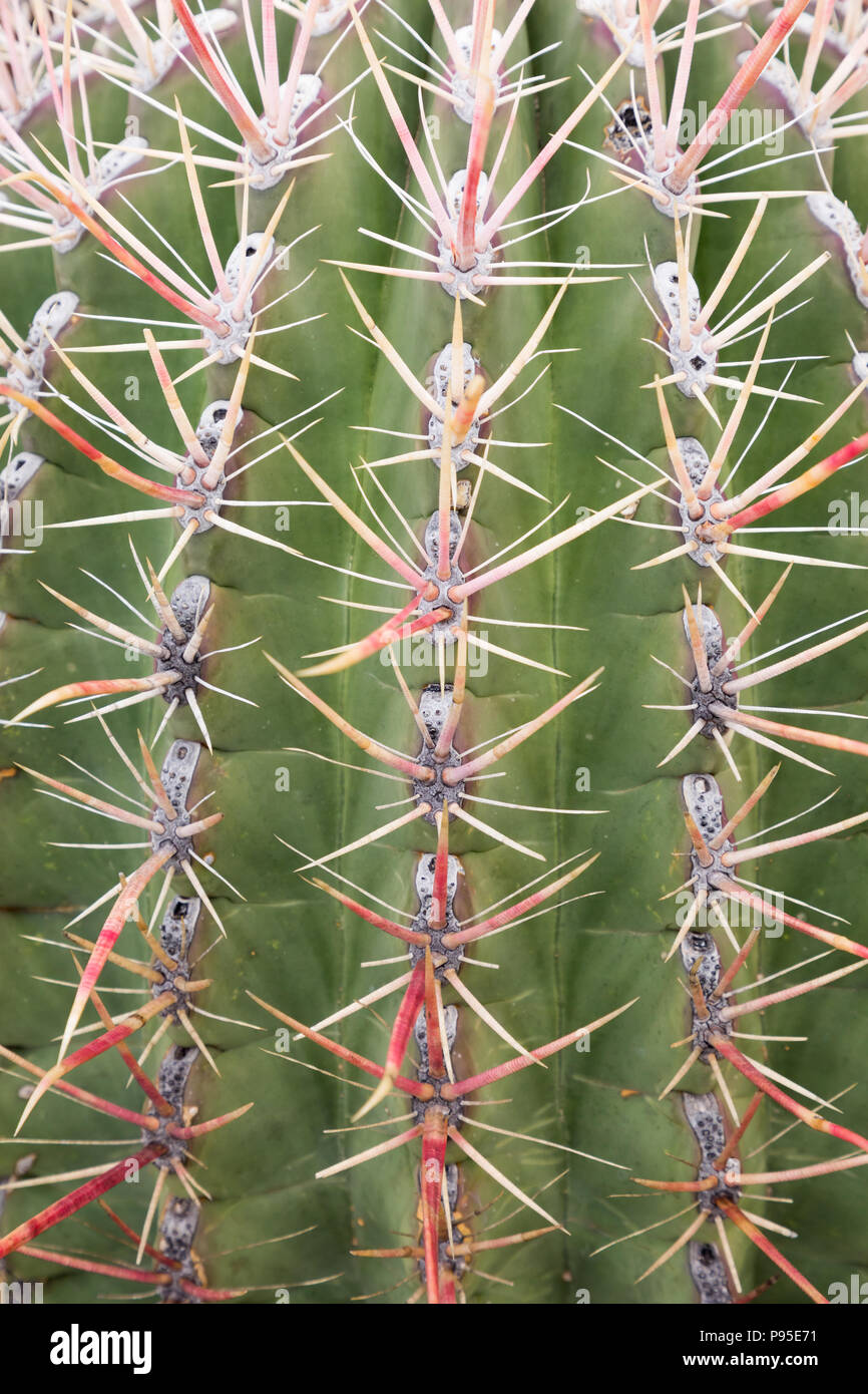 Stacheln von Kaktus, Tres Virgenes, Baja California Stockfoto