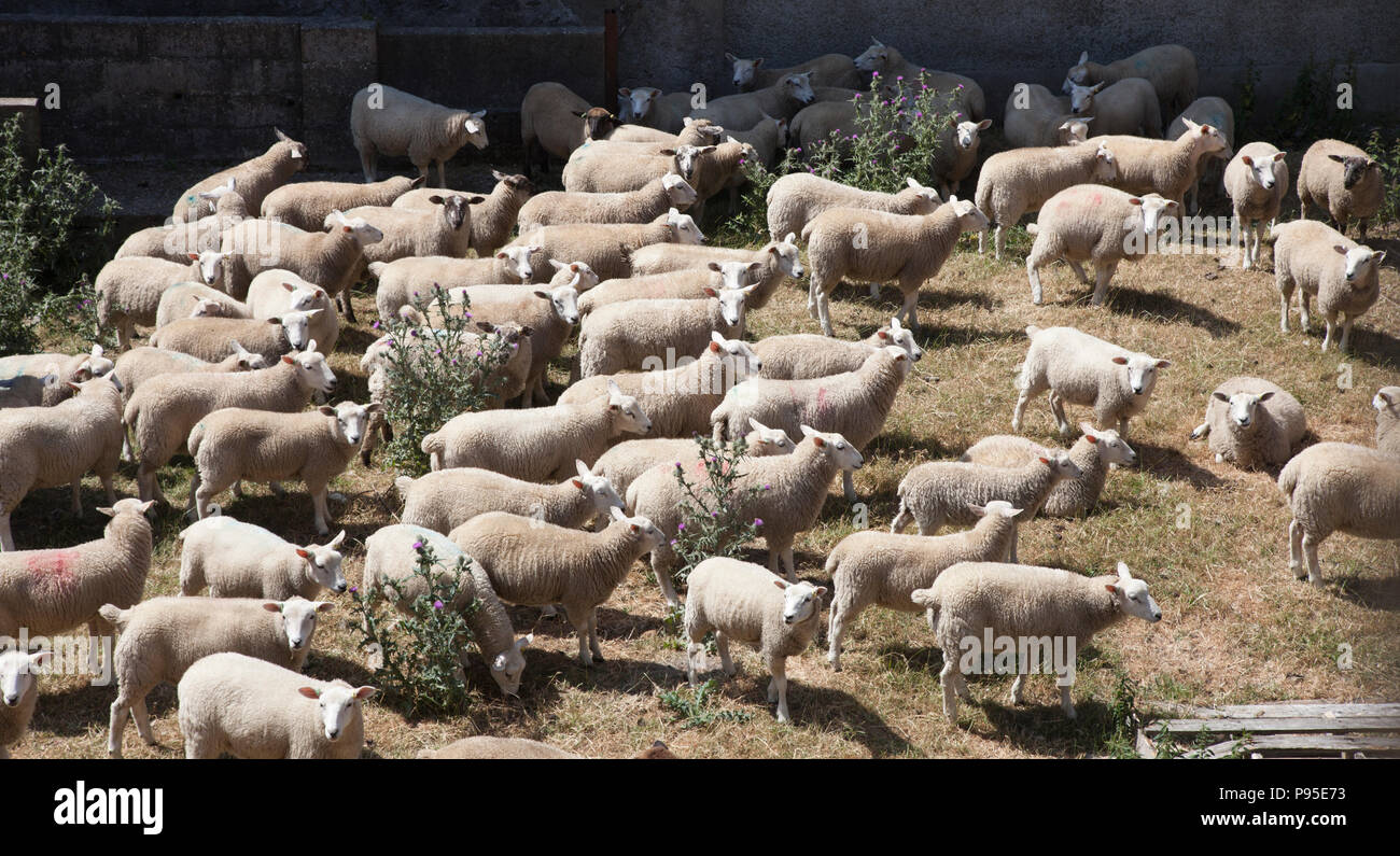 Lleyn Mutterschafe in einem Betrieb Stift in Greencastle Farm, County Down Stockfoto