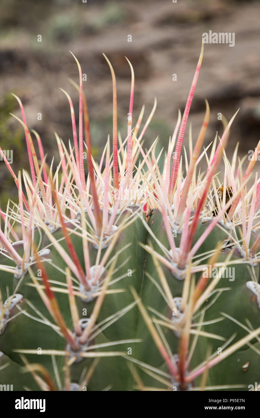 Stacheln von Kaktus, Tres Virgenes, Baja California Stockfoto
