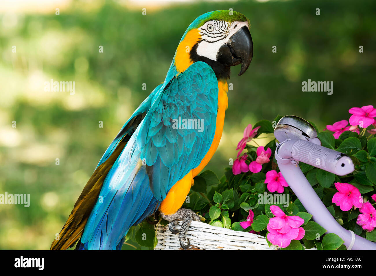 Ara Ararauna Stockfotos und -bilder Kaufen - Alamy
