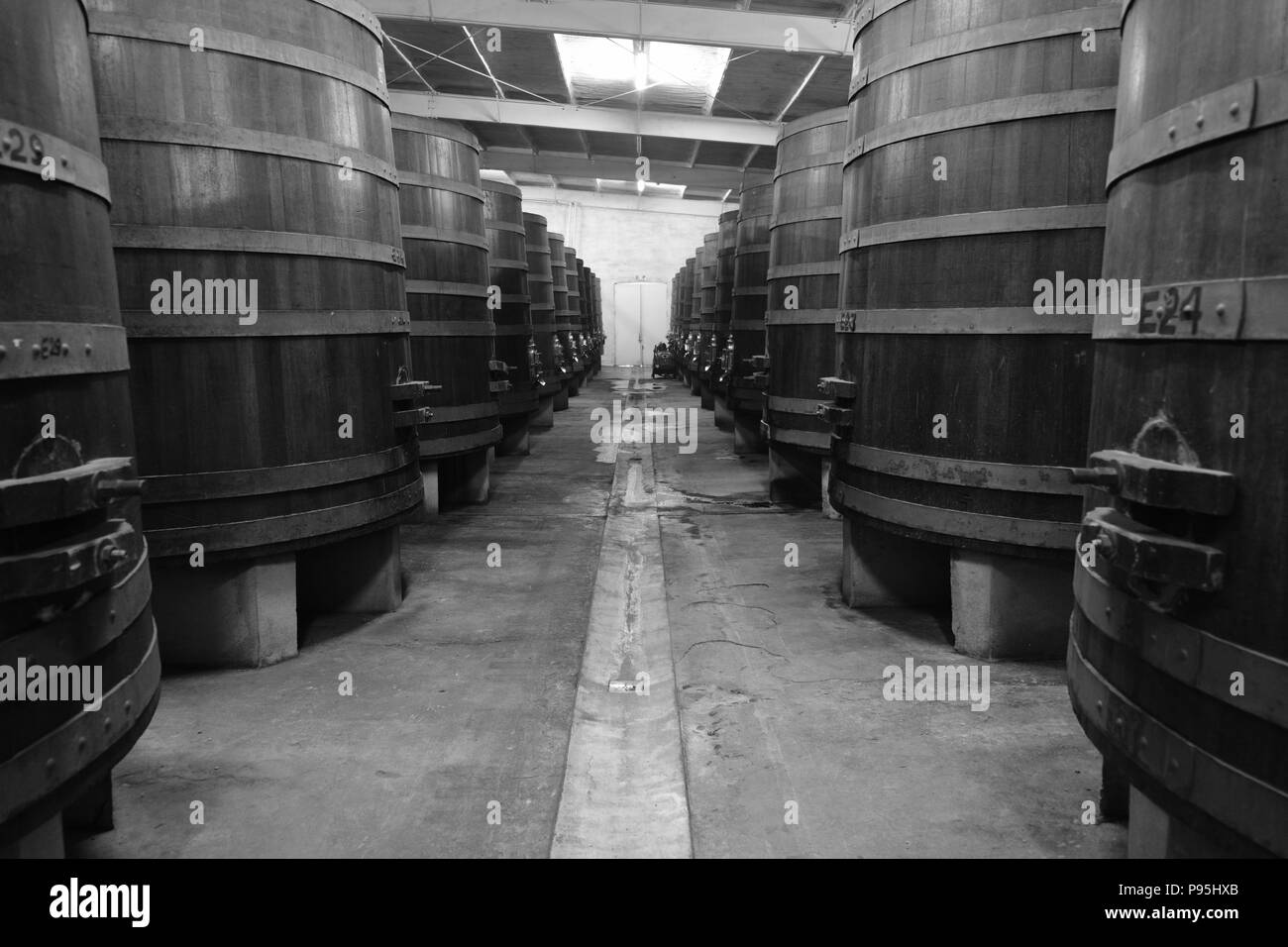 Weinfässer im L.A. Cetto Weinberg in Baja California Wine Country (Valle de Guadalupe) Stockfoto