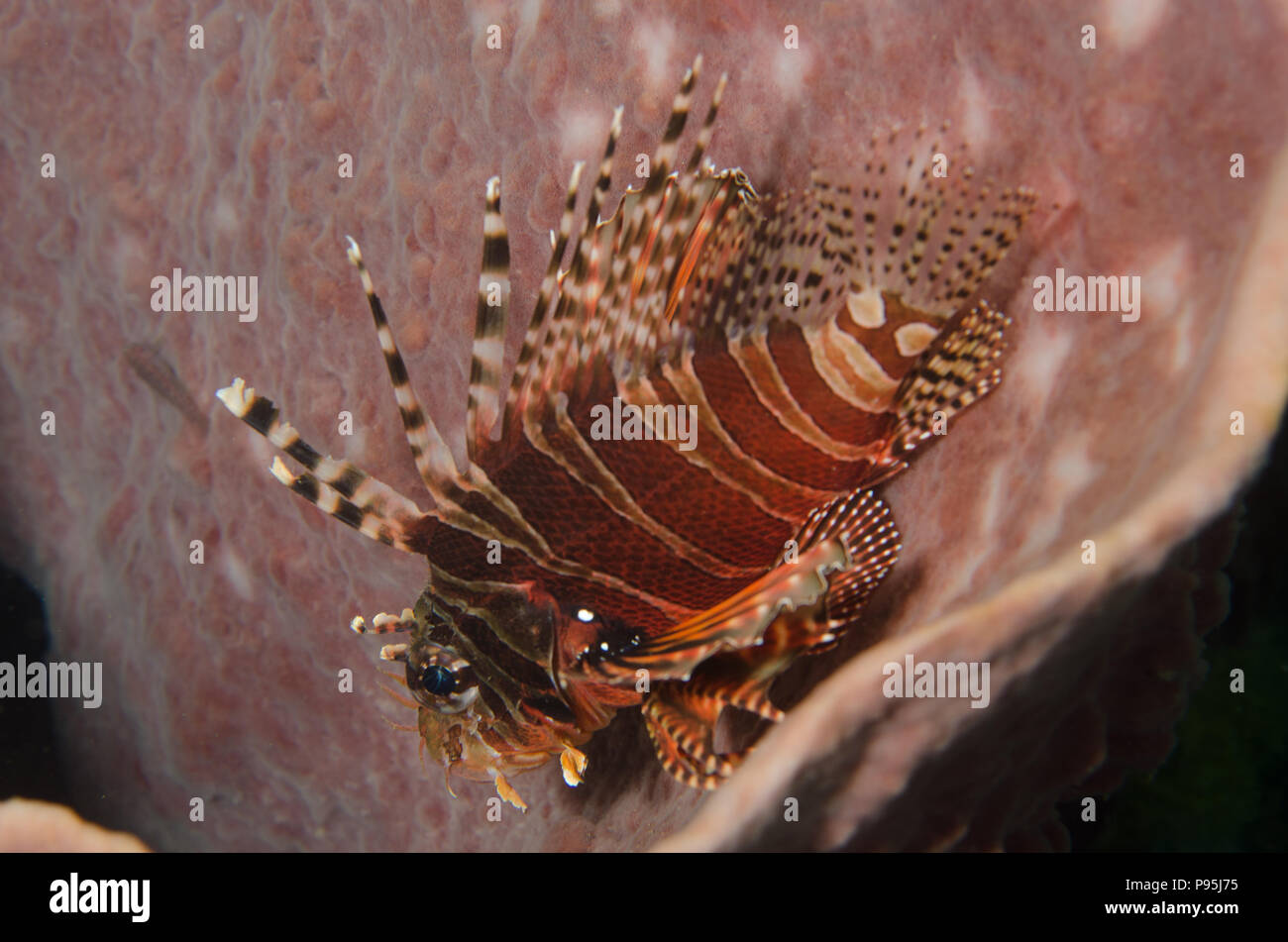 Dendrochirus zebra Lionfish, Zebra, Scorpaenidae, Anilao, Philippinen, Asien Stockfoto