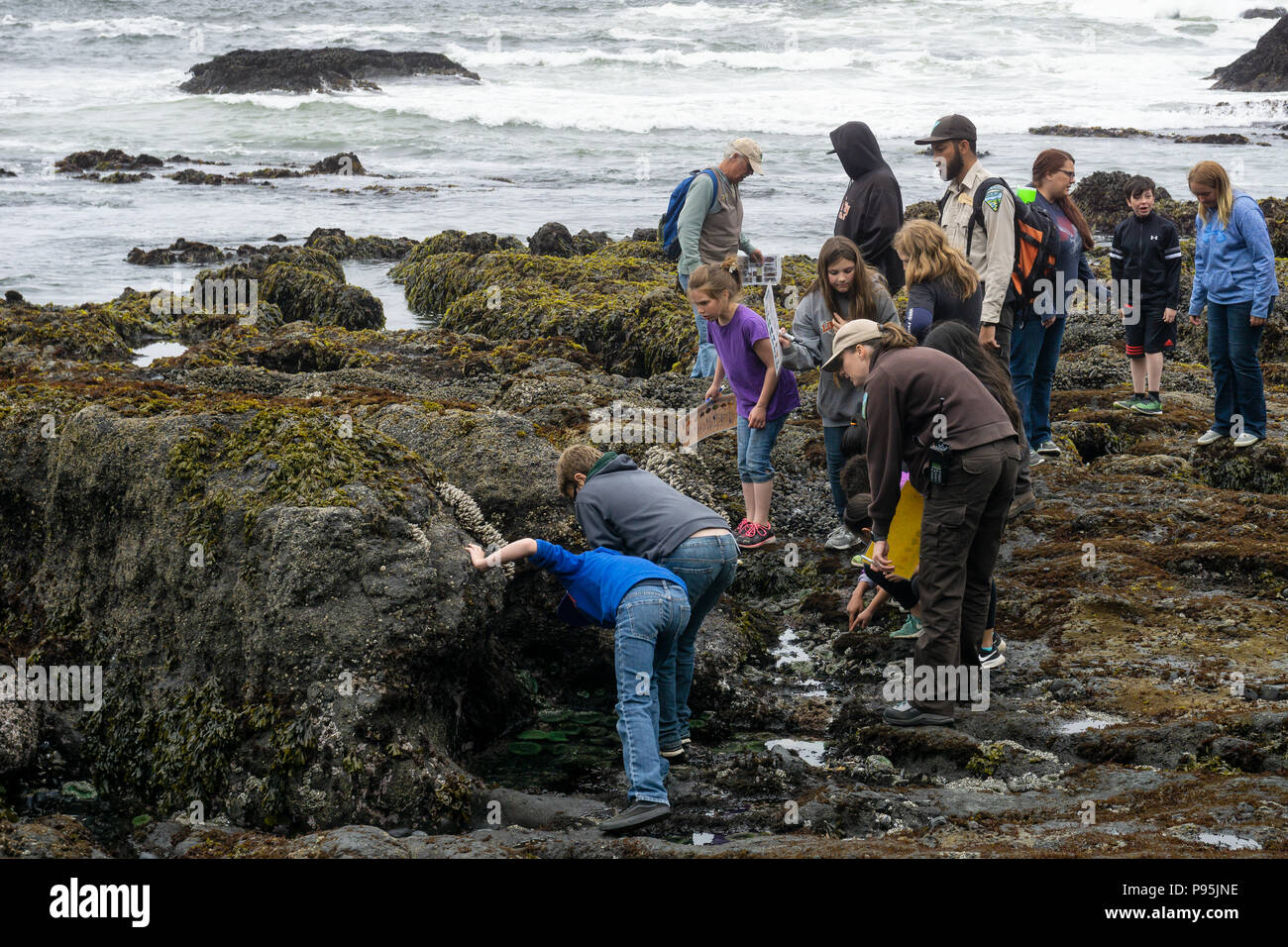 Schoolkids auf eine pädagogische Schule Reise die tidepools Sea Life mit Rangern auf Kopfsteinpflaster Strand, Yaquina Head hervorragenden natürlichen Bereich, Oregon zu entdecken Stockfoto