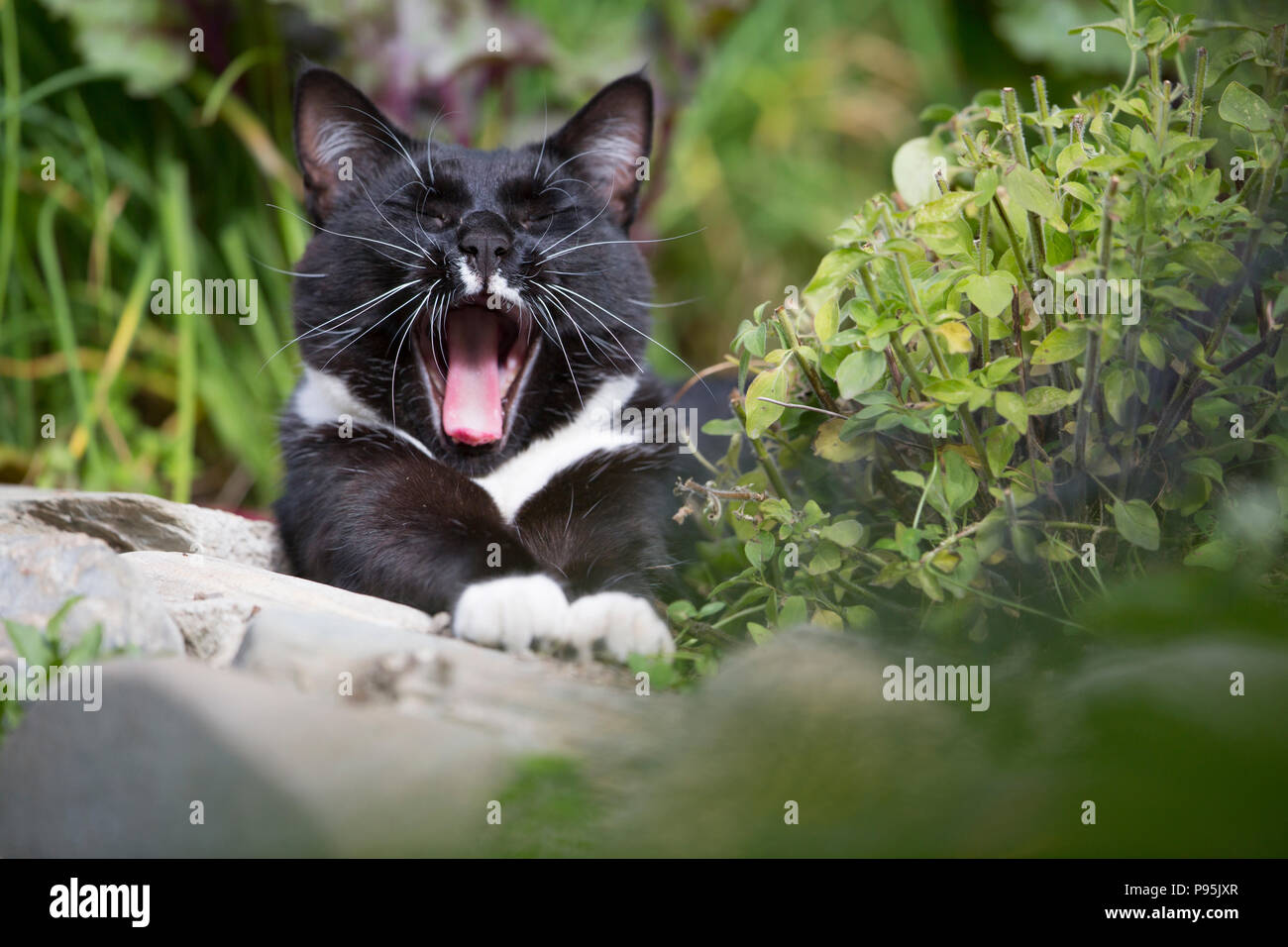 Katze im Freien, Gähnen Stockfoto