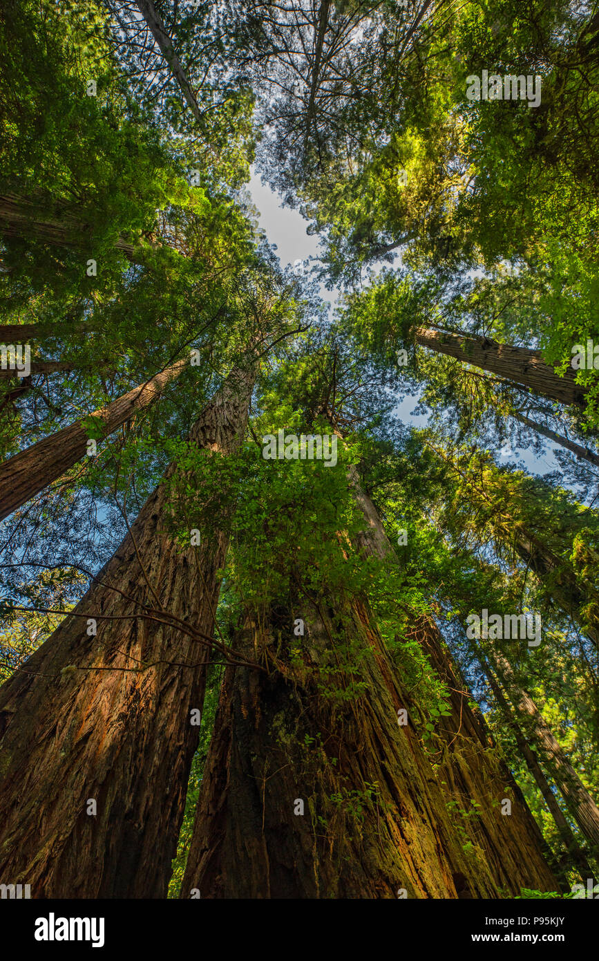 Küste Redwoods (Sequoia sempervirens) Turm in den Muir Woods in Marin County, Kalifornien Stockfoto