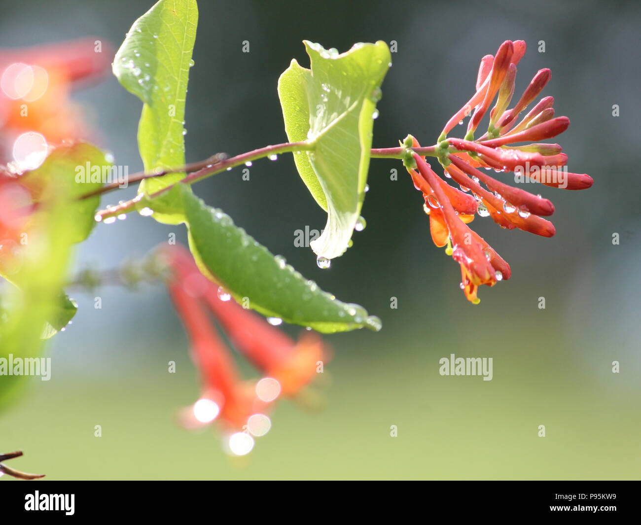 Regen fällt in der Abendsonne glitzert auf geißblatt Blätter und Blüten. Speziell als Major Wheeler Honeysuckle Rebsorten bekannt. Focal Point fade Schuß Stockfoto