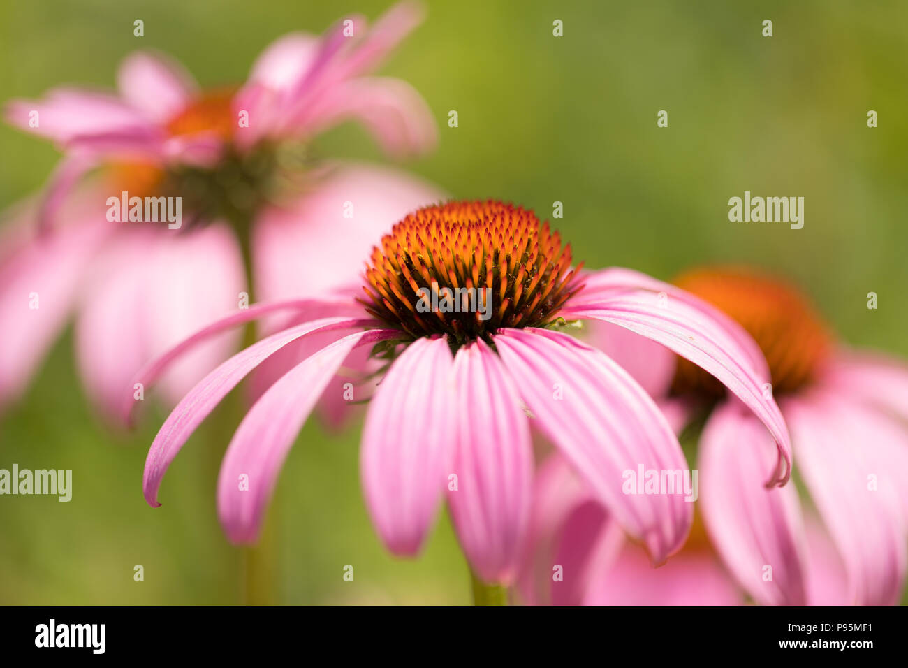 Nahaufnahme von rosa Coneflowers in der Natur in den Vereinigten Staaten von Amerika Stockfoto