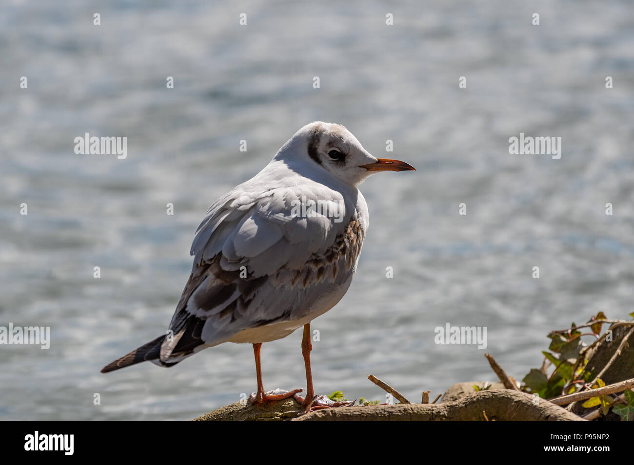 Lachmöwe (Chroicocephalus ridibundus). Nach winter Gefieder. Stockfoto