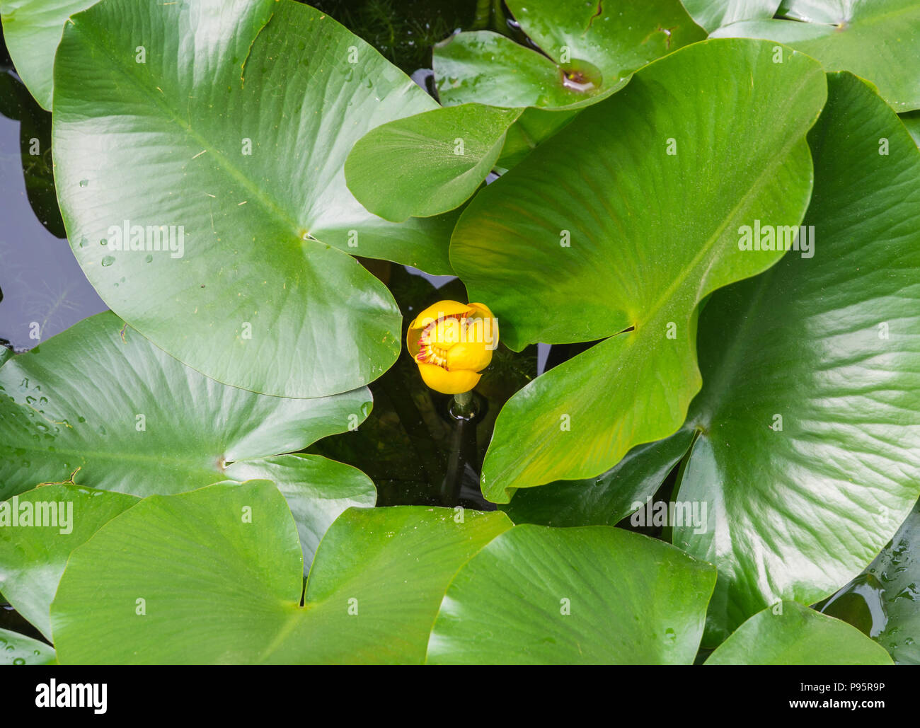 Europäische gelbe Teich - Lily, gelbe Wasserlilie (Nuphar lutea), mit Blume Stockfoto