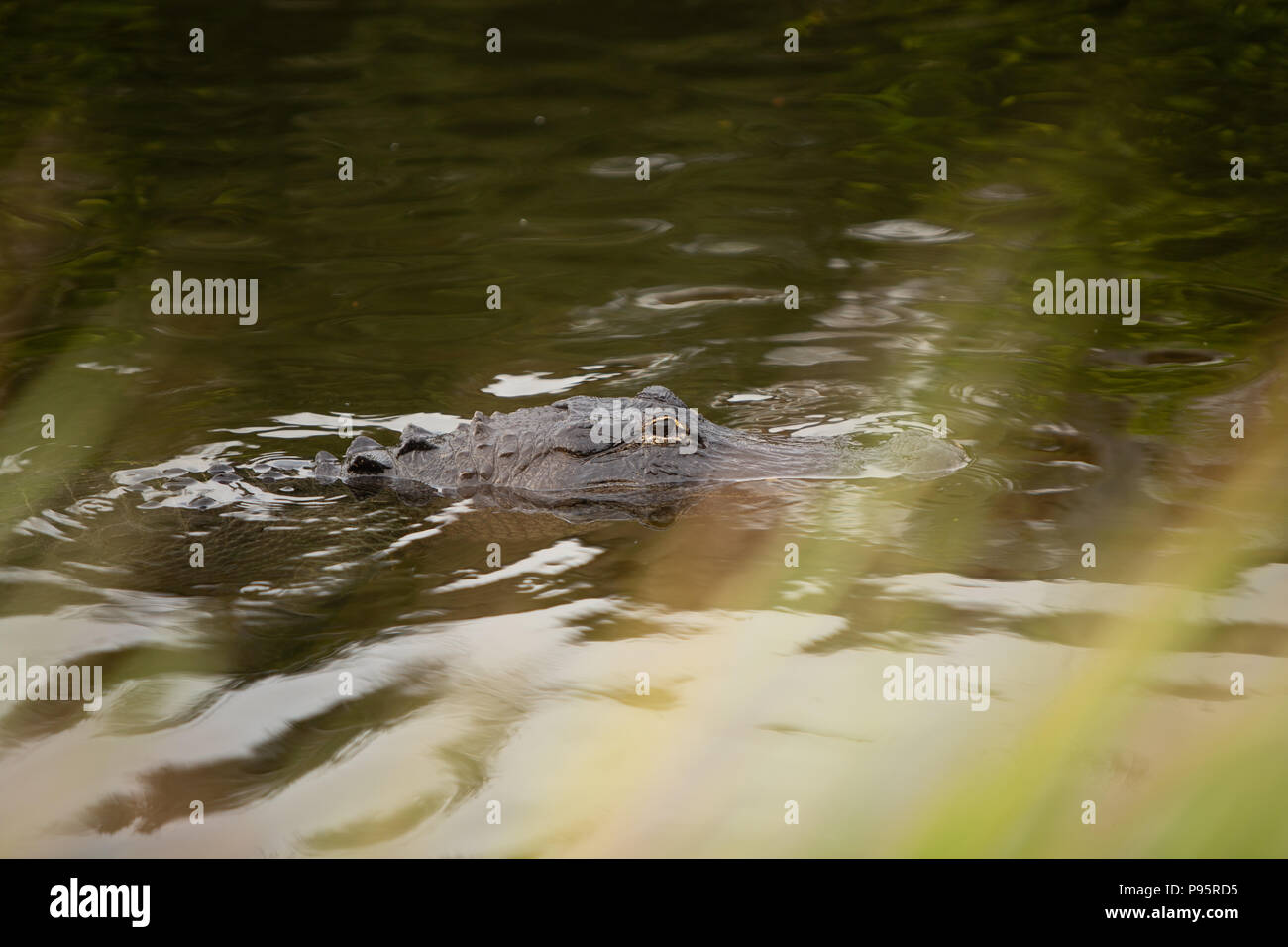 Alligator Floating durch Still Stockfoto