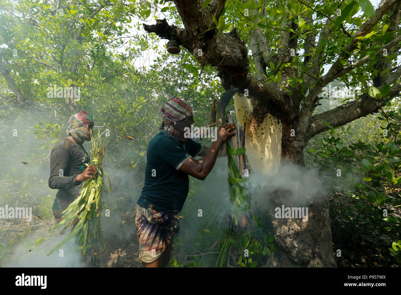 Der traditionelle Honig Sammlung in Sundarbans, der Weltgrößte Mangrovenwald in Bangladesch. Satkhira, Bangladesch. Stockfoto