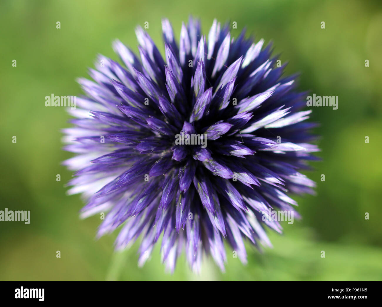 Echinops Stockfoto