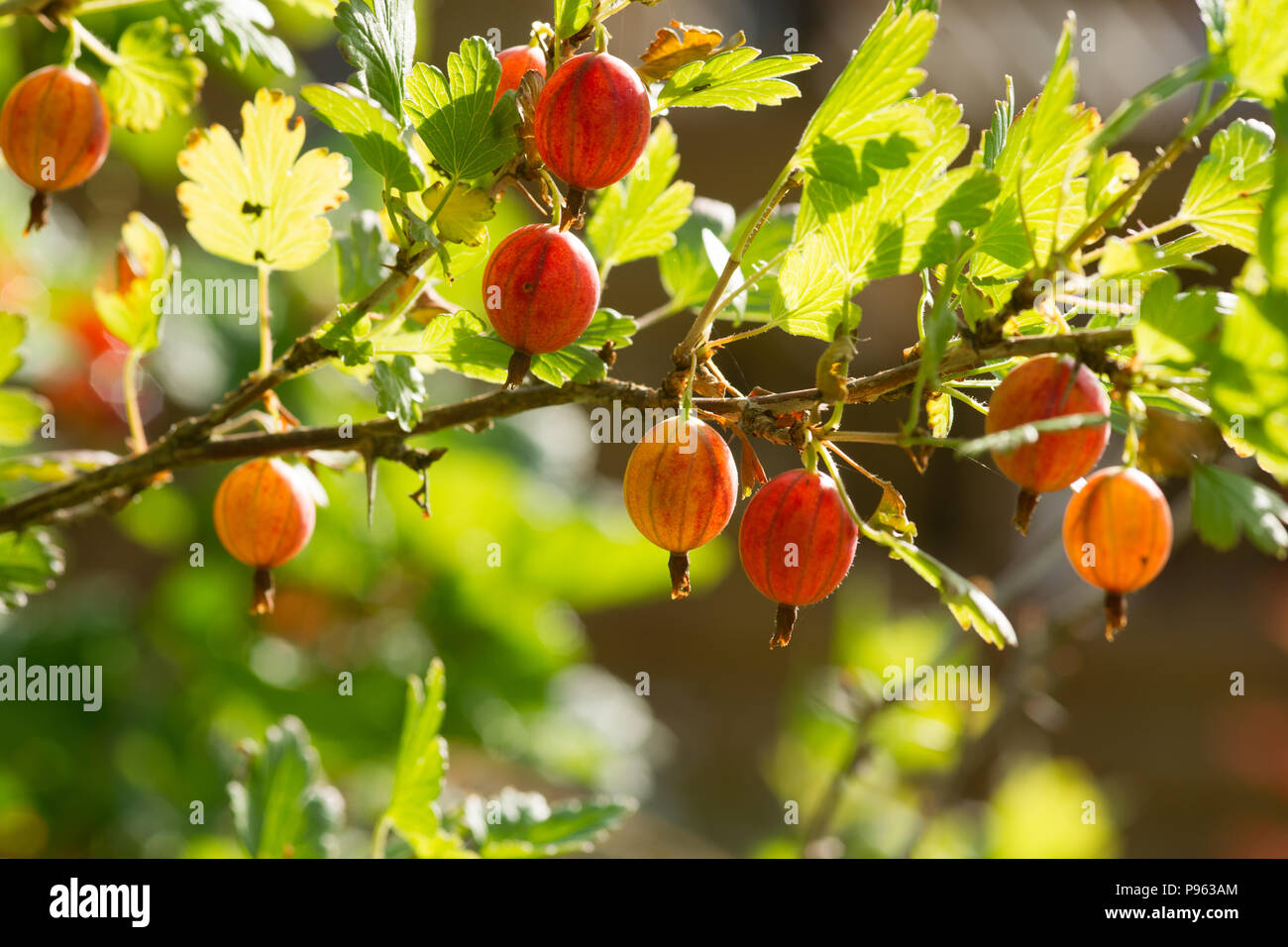 Stachelbeere Frisch Und Reif Organische Stachelbeeren Auf Einem