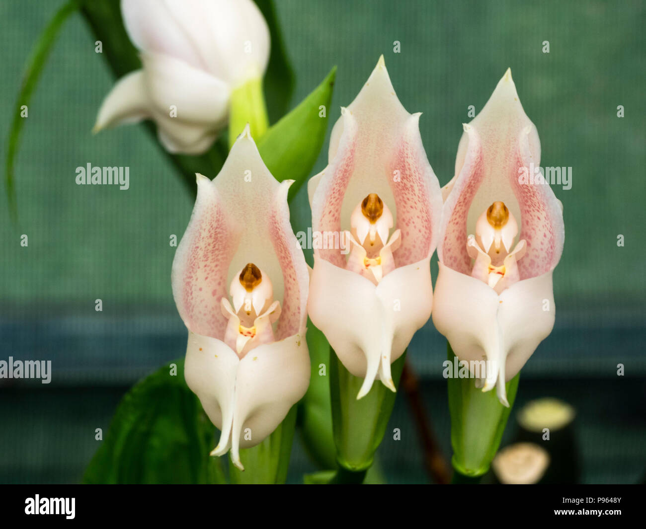 Blass rosa Blüten des Südamerikanischen terrestrischen Orchidee, Anguloa eburnea Stockfoto