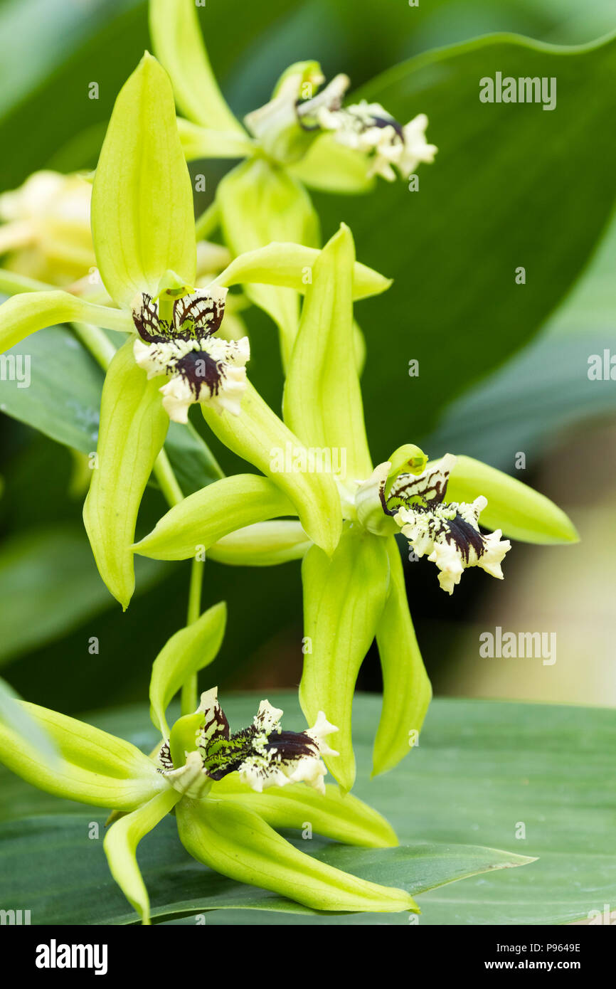 Braun markiert in Creme und Grün Blumen der Ausschreibung epiphytisch Orchidee, Coelogyne 'Green Dragon Chelsea' Stockfoto