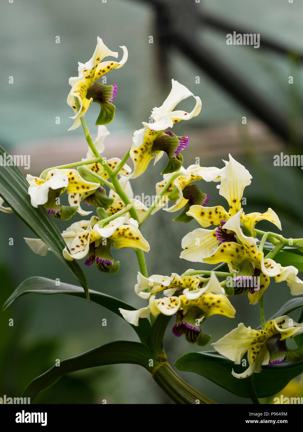 Gefleckte creme Blumen und dunkel violett Lippe der Neuguinea baumbewohnenden Orchideen, Dendrobium atroviolaceum Stockfoto