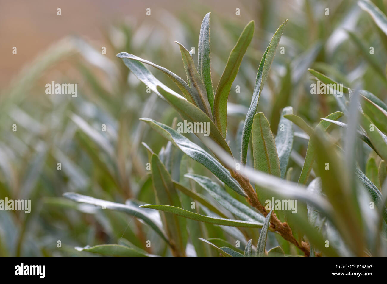 Sanddorn (Hippophae rhamnoides) Laub. Dornige sommergrüne Strauch in der Familie Elaeagnaceae, tierisch darauf auf Sanddünen auf der britischen Küste Stockfoto