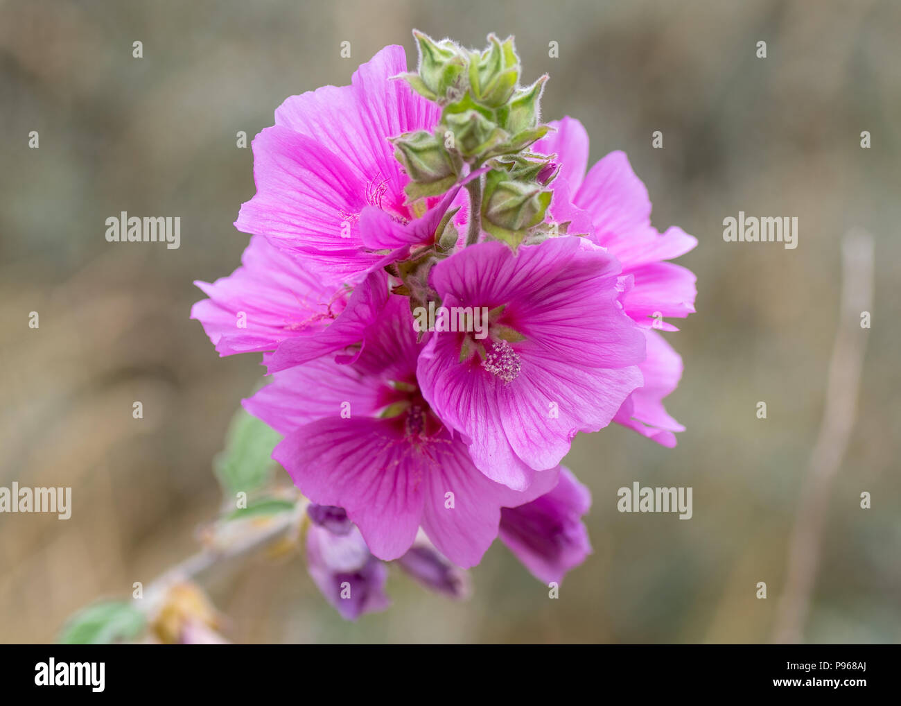 Malve (Alcea rosea) Blumen. Rosa Pflanze in der Mallow Familie (Malvaceae) Übersicht detail von Staubblättern Stockfoto