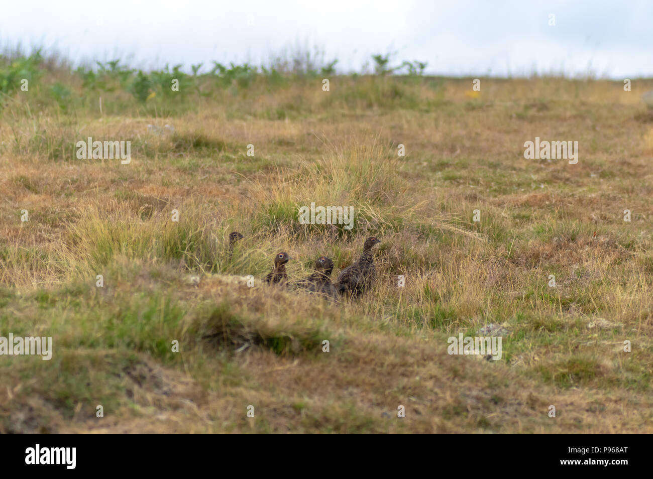 Moorschneehuhn (Lagopus lagopus) auf dem Moor. Covey von Federwild auf North Yorkshire Moors, England, UK getarnt Stockfoto