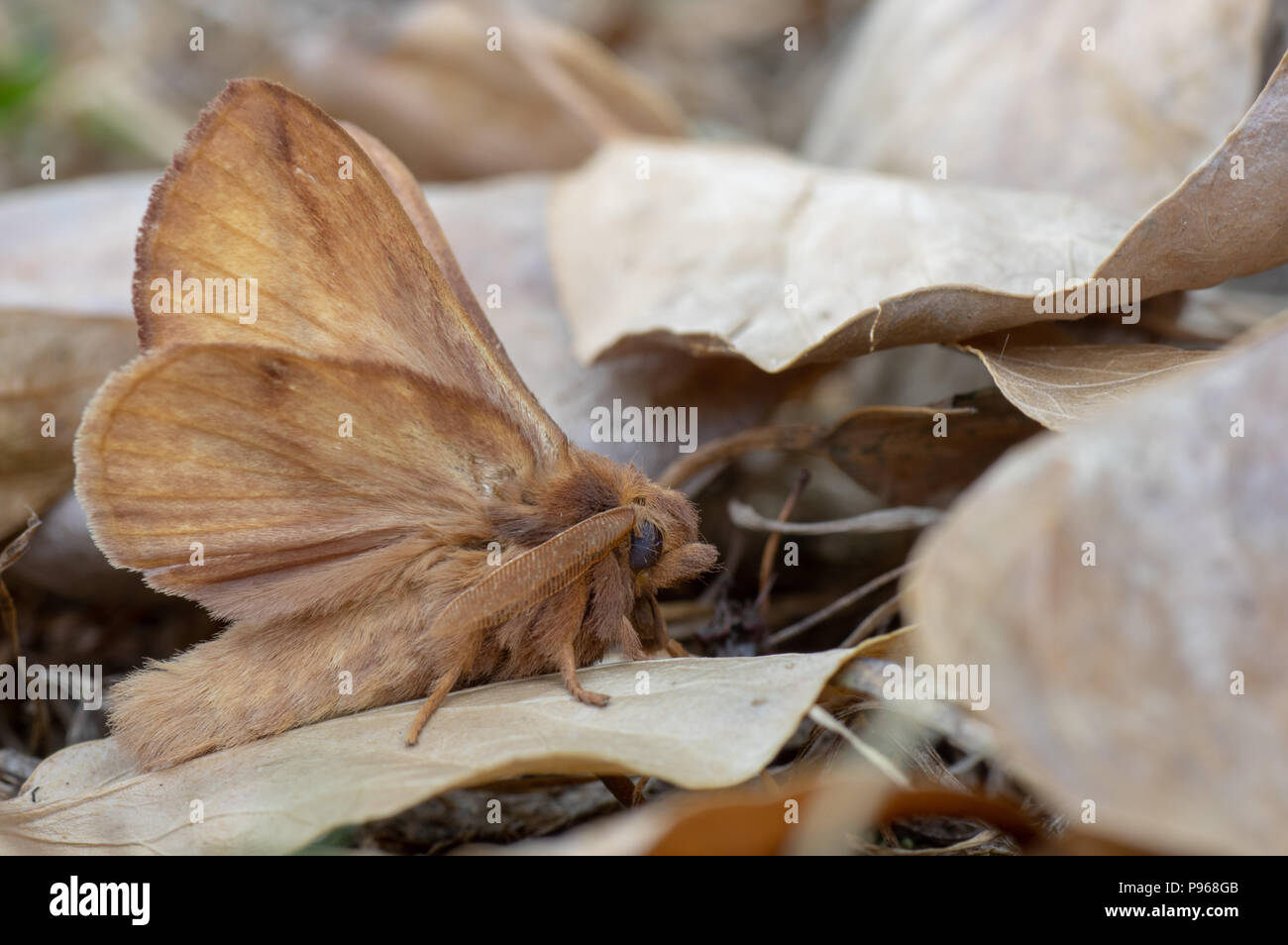 Der Trinker Motte (Euthrix potatoria) unter toten verlässt. Getarnt Motte in der Familie Lasiocampidae, mit der Unterseite der Flügel sichtbar Stockfoto