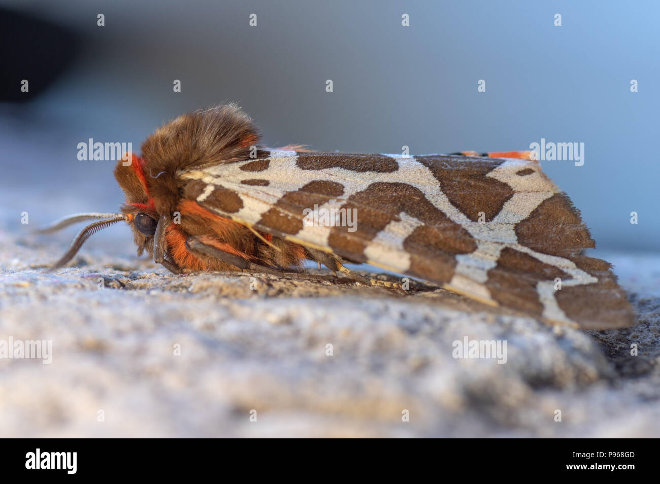 Garten Tiger (arctia Caja) Motte in Ruhe. Insekt in der Familie Erebidae zeigen behaarten Kopf und Brustbereich Stockfoto