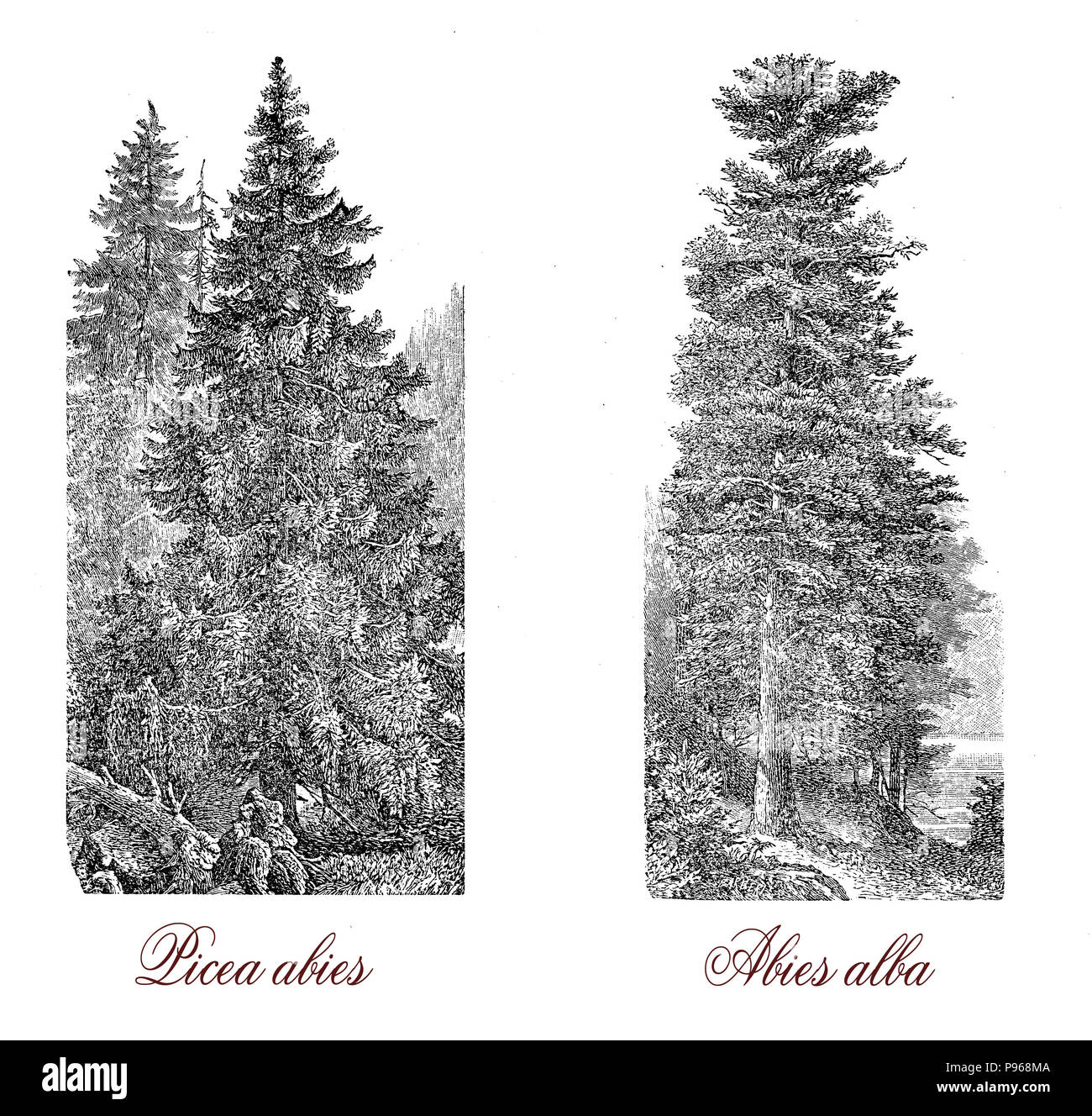 Vintage Gravur von Fichte (Picea abies), der Weihnachtsbaum (Abies alba), und der Europäischen Tanne (Abies alba) aus weissem Holz. Stockfoto