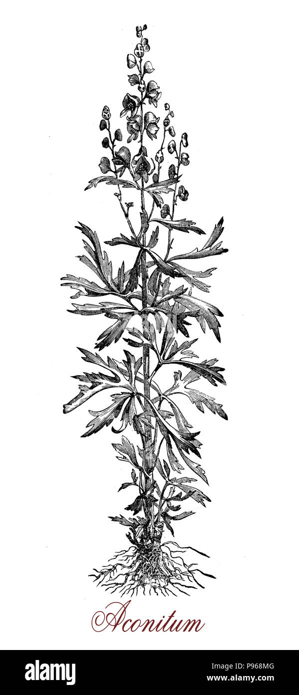 Vintage Gravur von Aconitum, blühende mehrjährige Pflanze extrem mit palmated Blätter, blau oder lila Blüten und Früchte giftig wie Kapseln mit Samen. Mehrere Arten von Aconitum haben als Pfeil Gift verwendet. Stockfoto