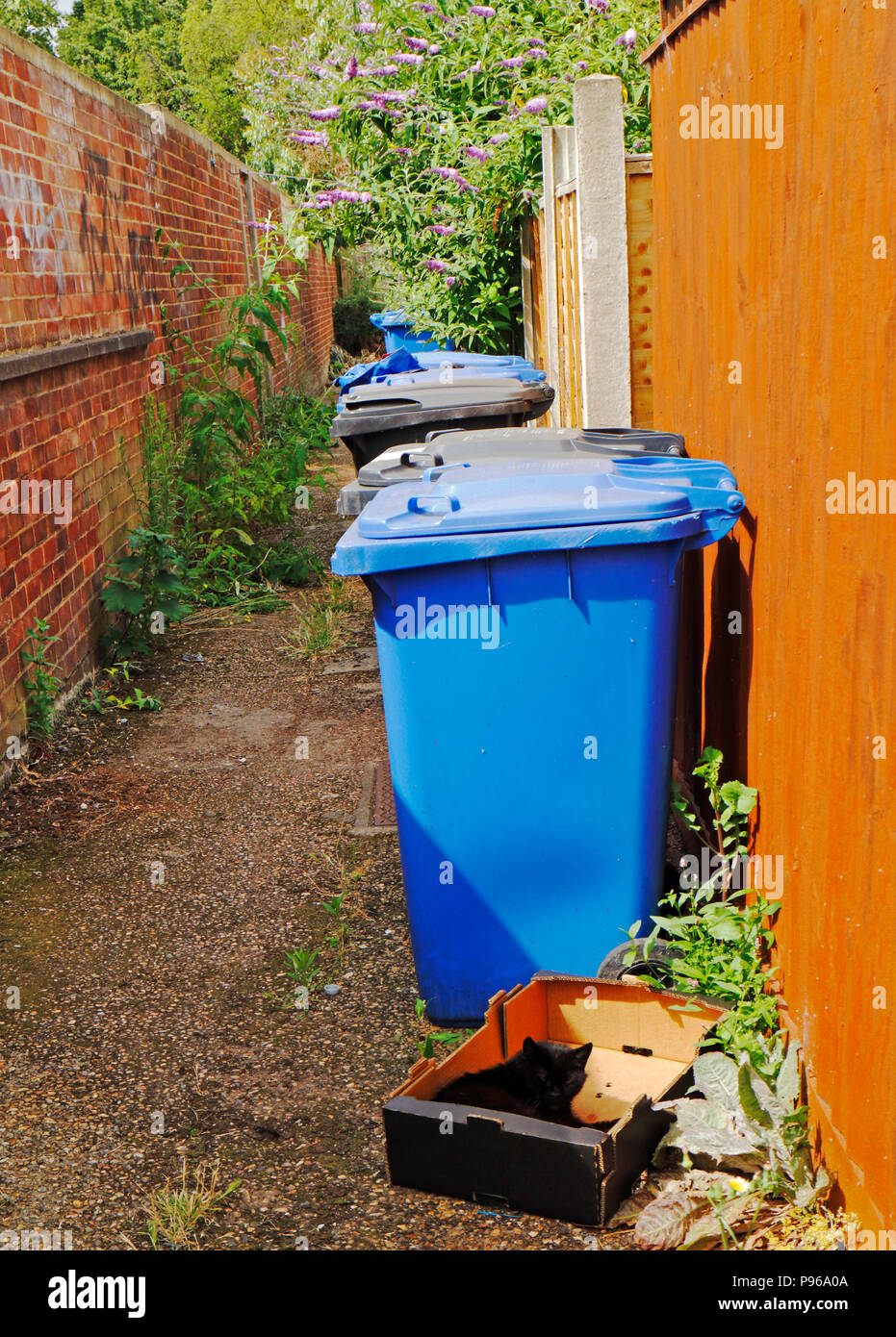 Abfall und Recycling Bins mit einer Katze in einer Kiste in einer Gasse in Norwich, Norfolk, England, Vereinigtes Königreich, Europa. Stockfoto