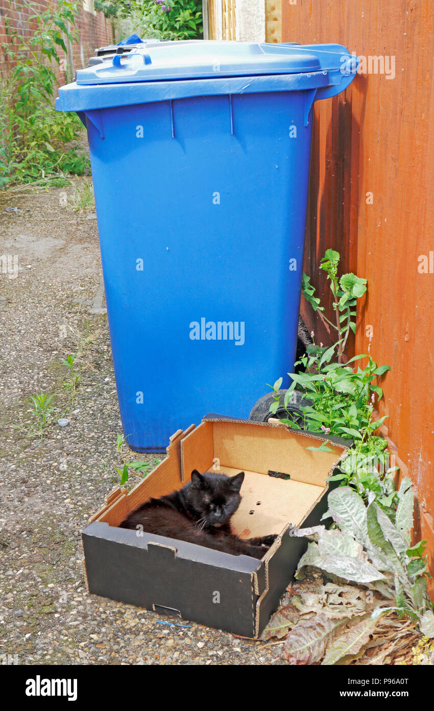 Blauer Papierkorb mit einer Katze in einem Karton in einer Gasse in Norwich, Norfolk, England, Vereinigtes Königreich, Europa. Stockfoto