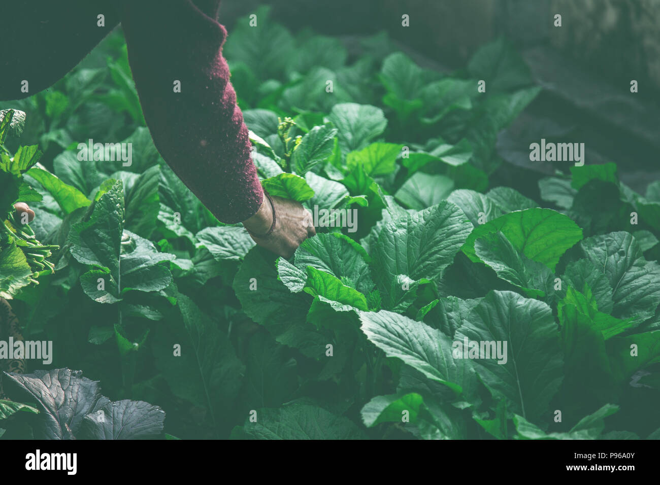 Frauen sammeln frischer Salat aus Gemüsegarten, Außenpool Stockfoto