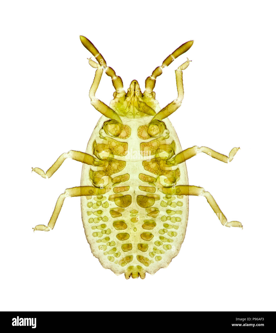 Wahre bug (Heteropteran). Unreife (ohne Flügel) Hellfeld photomicrograph Stockfoto