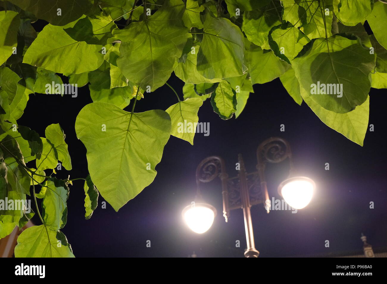 Großer Baum Blätter leuchtet die Laterne Stockfoto