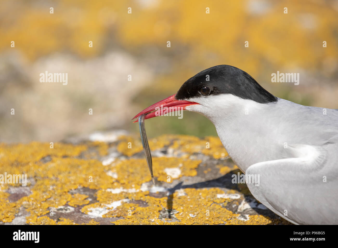 Portrait einer küstenseeschwalbe auf die Farne Islands mit einem sandaal Stockfoto