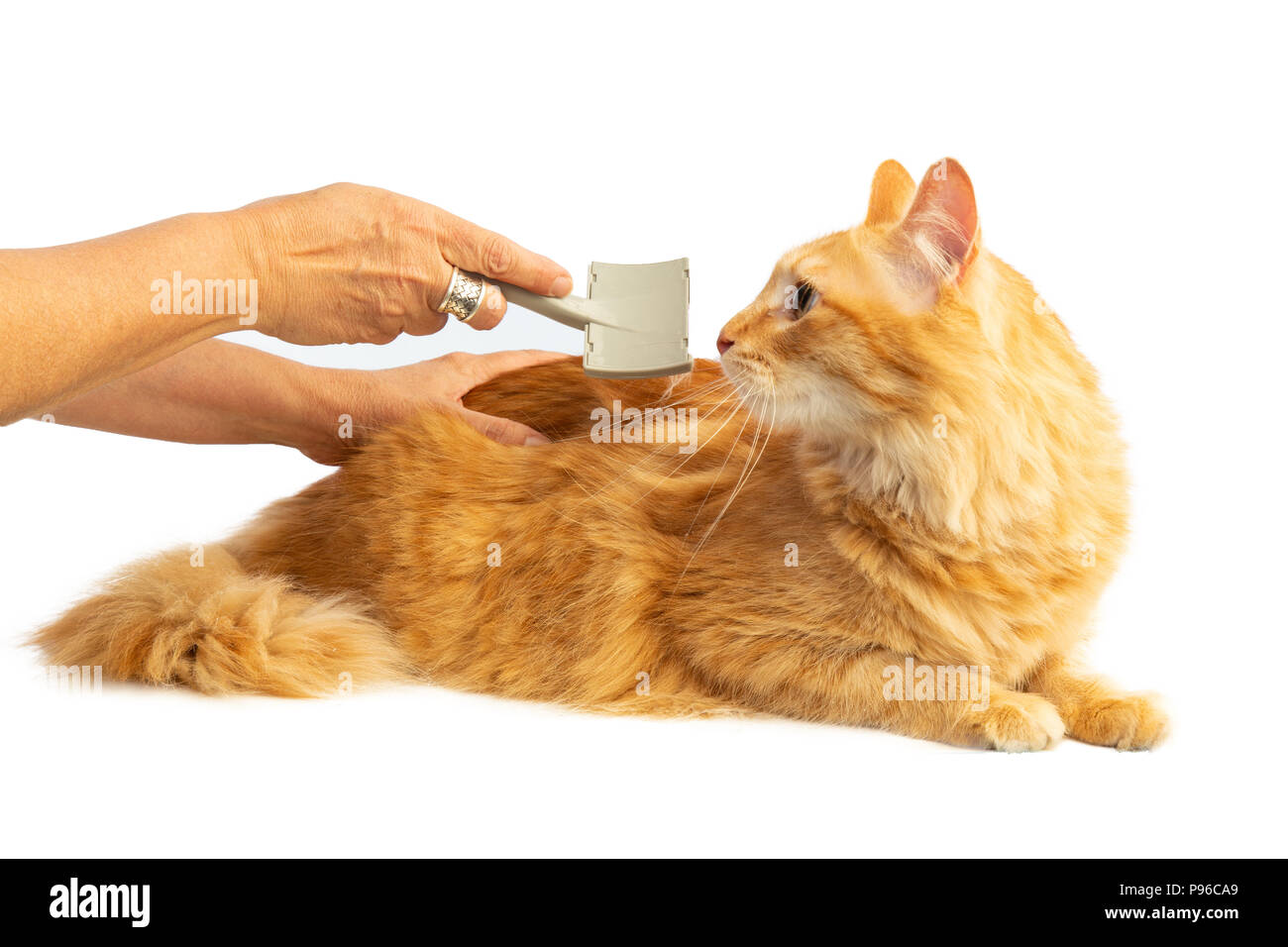Langhaarige rothaarige Katze gebürstet auf weißem Hintergrund Stockfoto