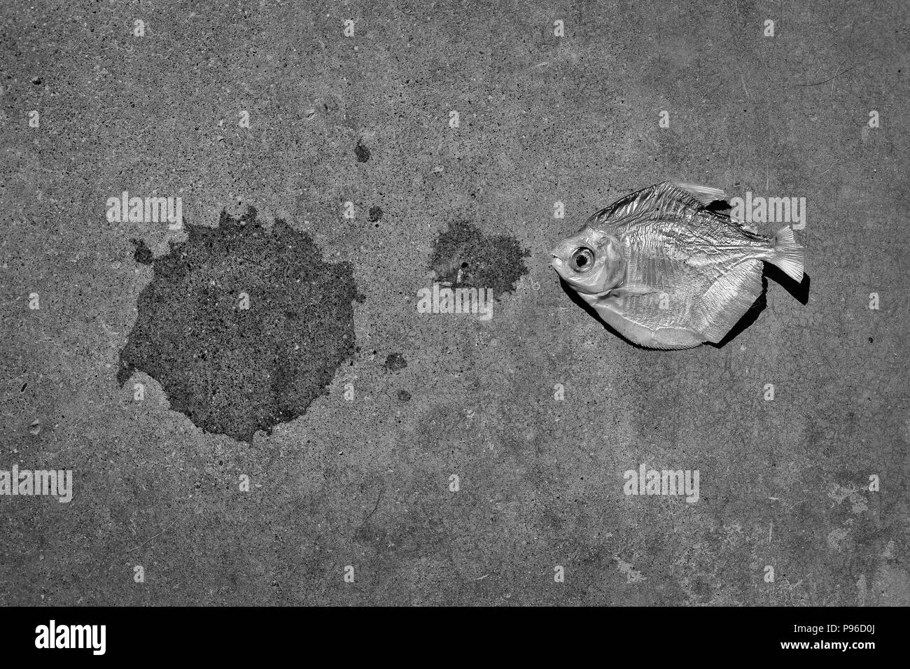 Konzeptionelle Bild von einem erstickten Fisch Stockfoto