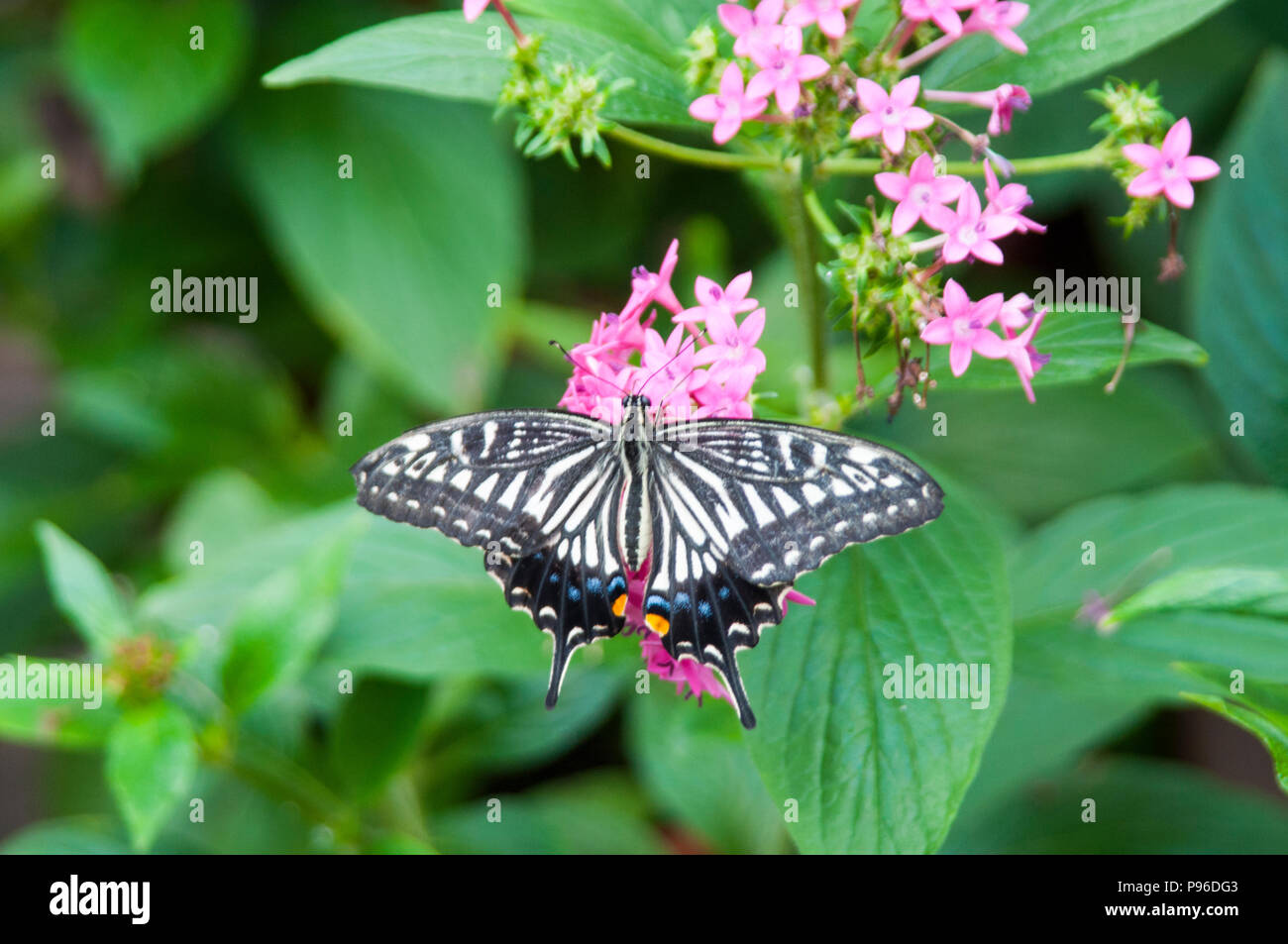 Hübsche Blumen hinzufügen Schönheit an die ausgeführte Aufgabe an. Stockfoto