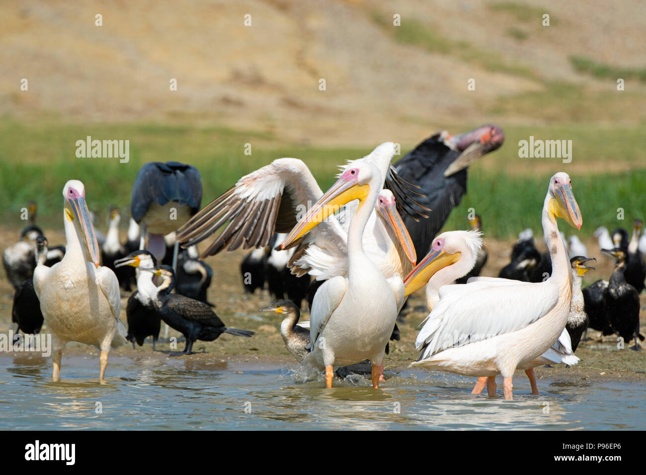 Große Weiße Pelikane, Pelikan, Weiße Breasted Kormoran, Kormorane und Marabou Störche, Vögel Kazinga Kanal, Queen Elizabeth National Park, Uganda Stockfoto