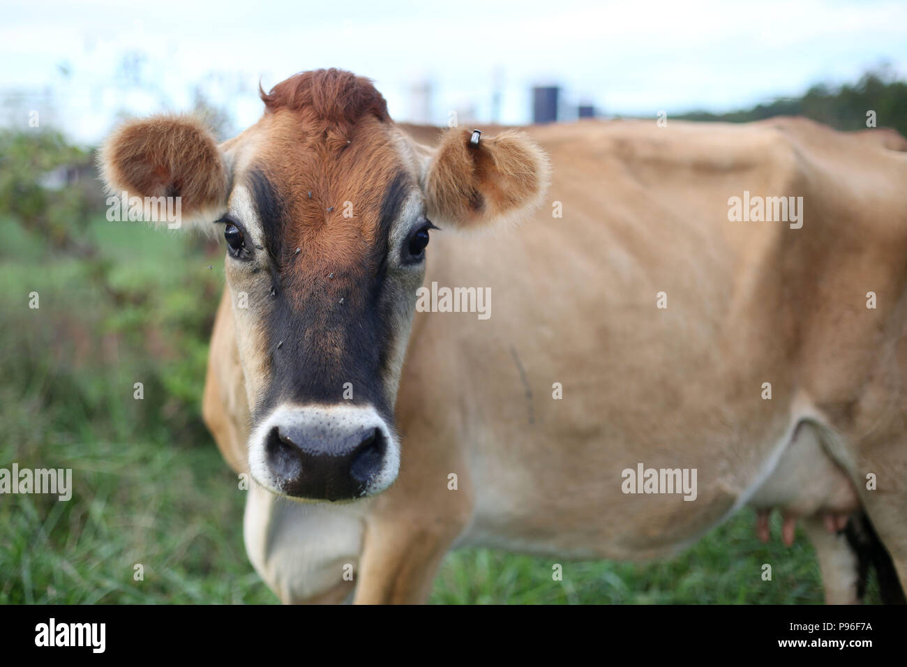 Kuh auf der Farm. Photo Credit: Katherine Penn Stockfoto