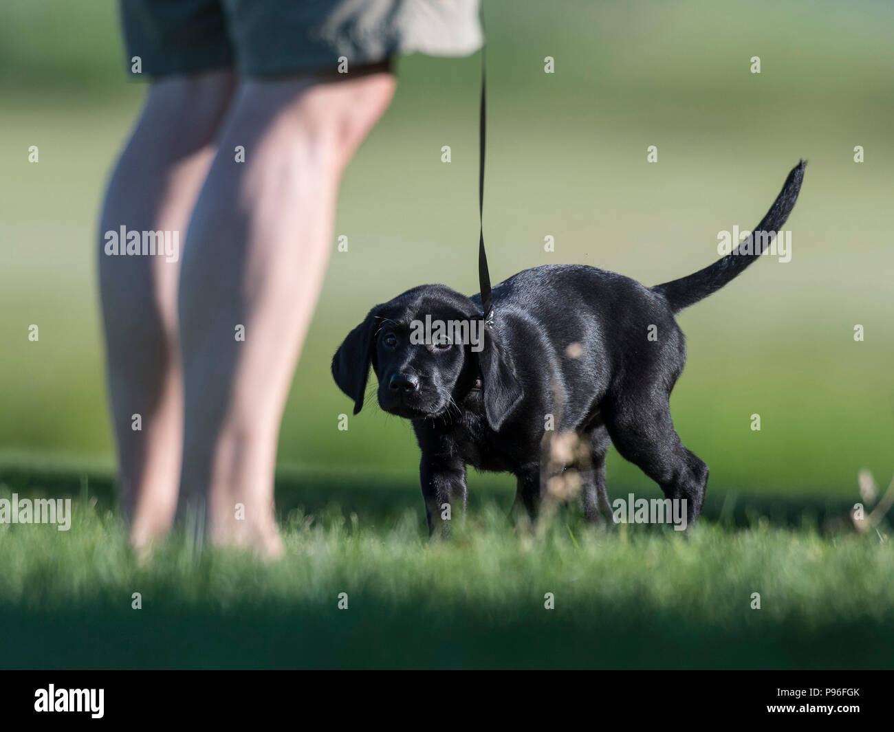 Eine schwarze Labrador Welpen an der Leine Stockfotografie - Alamy